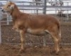 LOT 91 1X MEATMASTER RAM Collet Farming CC
