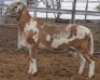 LOT 92 1X MEATMASTER RAM Collet Farming CC - 2