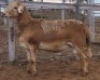 LOT 93 1X MEATMASTER RAM Collet Farming CC