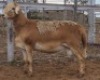 LOT 93 1X MEATMASTER RAM Collet Farming CC - 2