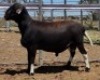LOT 94 1X MEATMASTER RAM Collet Farming CC