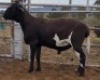 LOT 94 1X MEATMASTER RAM Collet Farming CC - 2