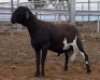 LOT 95 1X MEATMASTER RAM Collet Farming CC