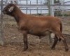 LOT 97 1X MEATMASTER RAM Collet Farming CC