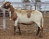 LOT 98 1X MEATMASTER RAM Collet Farming CC
