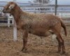 LOT 99 1X MEATMASTER RAM Collet Farming CC