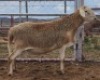 LOT 100 1X MEATMASTER RAM Collet Farming CC