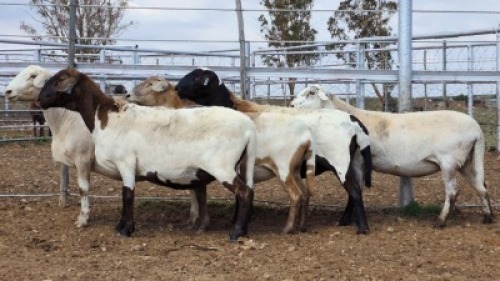 1X MEATMASTER PREGNANT EWE Collet Farming CC