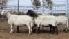 1X MEATMASTER PREGNANT EWE Collet Farming CC - 2