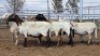 1X MEATMASTER PREGNANT EWE Collet Farming CC