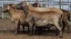 1X MEATMASTER PREGNANT EWE Collet Farming CC