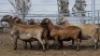 1X MEATMASTER PREGNANT EWE Collet Farming CC - 2