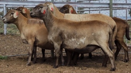 1X MEATMASTER PREGNANT EWE Collet Farming CC