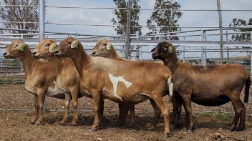 1X MEATMASTER PREGNANT EWE Collet Farming CC