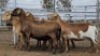 1X MEATMASTER PREGNANT EWE Collet Farming CC - 2