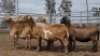 1X MEATMASTER PREGNANT EWE Collet Farming CC
