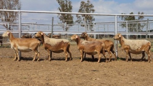 1X MEATMASTER PREGNANT EWE Collet Farming CC