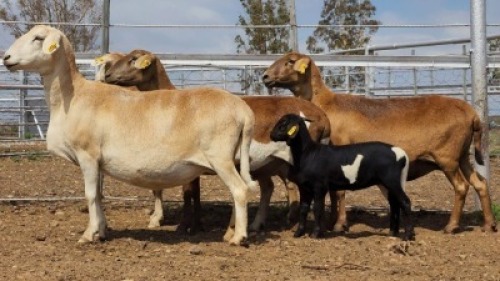 1X MEATMASTER PREGNANT EWE Collet Farming CC
