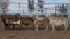 1X MEATMASTER PREGNANT EWE Collet Farming CC - 2
