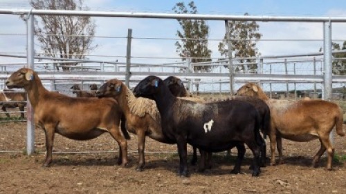 1X MEATMASTER PREGNANT EWE Collet Farming CC