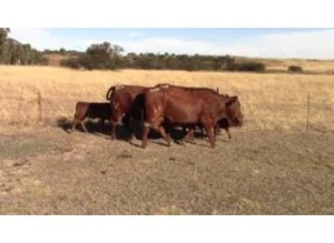 LOT 215 3 X COWS PREGNANT OR ALREADY CALVED / KOEIE SWAAR DRAGTIG OF REEDS GEKALF (Per stuk om lot te neem)