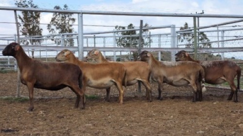 1X MEATMASTER PREGNANT EWE Collet Farming CC