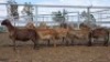 1X MEATMASTER PREGNANT EWE Collet Farming CC
