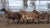 1X MEATMASTER PREGNANT EWE Collet Farming CC - 2