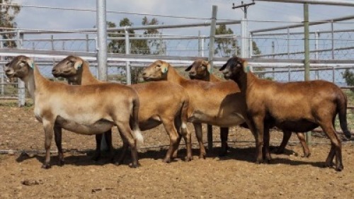 1X MEATMASTER PREGNANT EWE Collet Farming CC