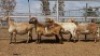 1X MEATMASTER PREGNANT EWE Collet Farming CC