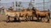 1X MEATMASTER PREGNANT EWE Collet Farming CC - 2