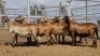 1X MEATMASTER PREGNANT EWE Collet Farming CC