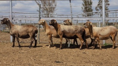 1X MEATMASTER PREGNANT EWE Collet Farming CC