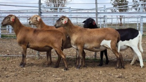 1X MEATMASTER PREGNANT EWE Collet Farming CC