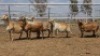 1X MEATMASTER PREGNANT EWE Collet Farming CC - 2