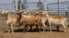 1X MEATMASTER PREGNANT EWE Collet Farming CC