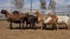 1X MEATMASTER PREGNANT EWE Collet Farming CC