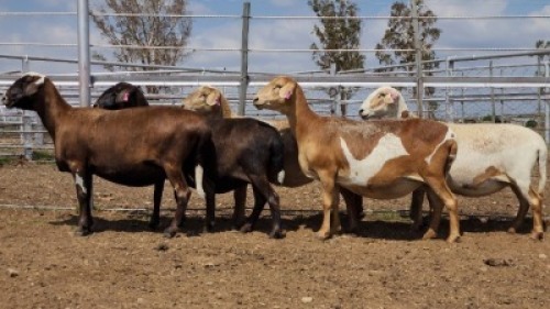 1X MEATMASTER PREGNANT EWE Collet Farming CC