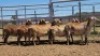 1X MEATMASTER PREGNANT EWE Collet Farming CC - 2