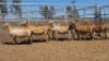 1X MEATMASTER EWE Collet Farming CC