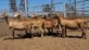 1X MEATMASTER PREGNANT EWE Collet Farming CC