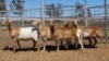 1X MEATMASTER EWE Collet Farming CC
