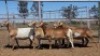 1X MEATMASTER PREGNANT EWE Collet Farming CC - 2