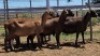 1X MEATMASTER PREGNANT EWE Collet Farming CC