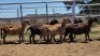 1X MEATMASTER EWE Collet Farming CC - 2