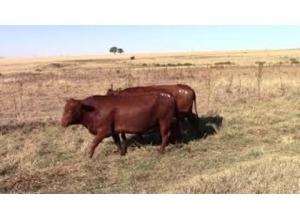 LOT 223 3 X COWS PREGNANT OR ALREADY CALVED / KOEIE SWAAR DRAGTIG OF REEDS GEKALF (Per stuk om lot te neem)