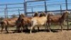 1X MEATMASTER PREGNANT EWE Collet Farming CC - 2