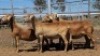 1X MEATMASTER EWE Collet Farming CC
