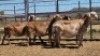 1X MEATMASTER PREGNANT EWE Collet Farming CC
