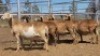 1X MEATMASTER EWE Collet Farming CC - 2